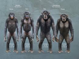 Side body chimps